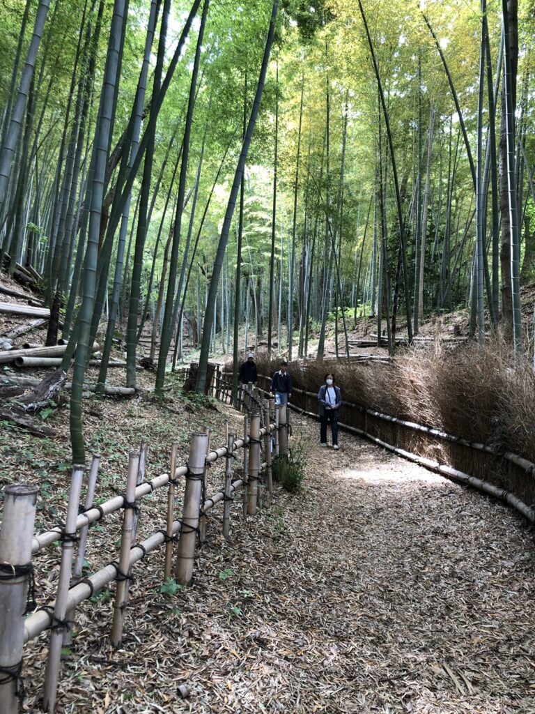 春の竹林でリフレッシュ！