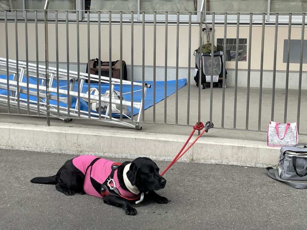 🐶ペット同行訓練を実施しました🐈