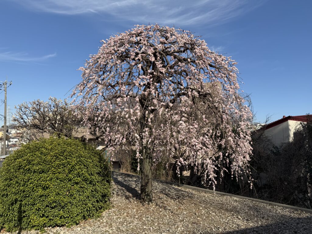 🌿 坂道と階段、汗ばむ陽気の一日