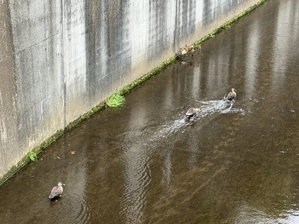 連合理事会報告