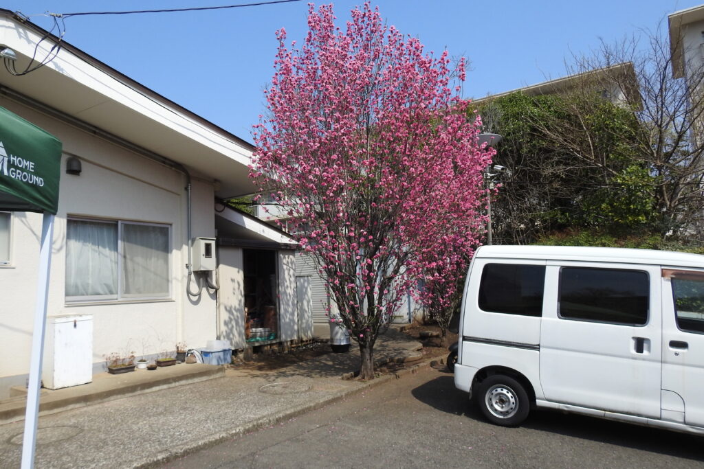 宮向さくら祭り