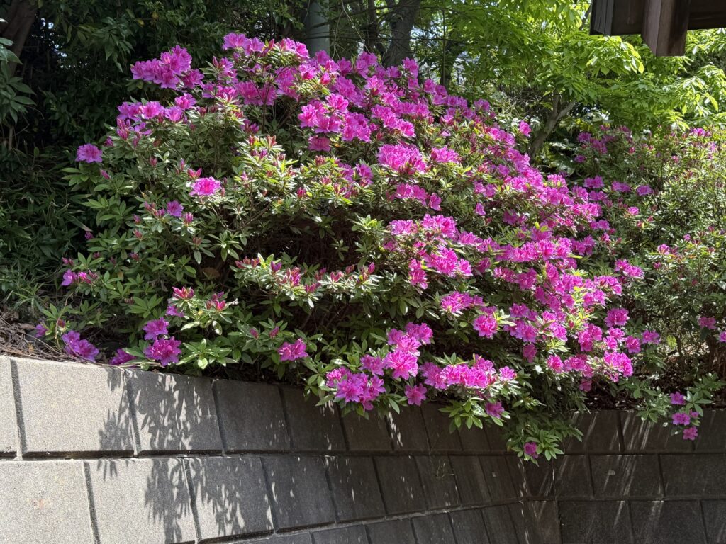 総会を終えて 〜令和8年度スタート〜