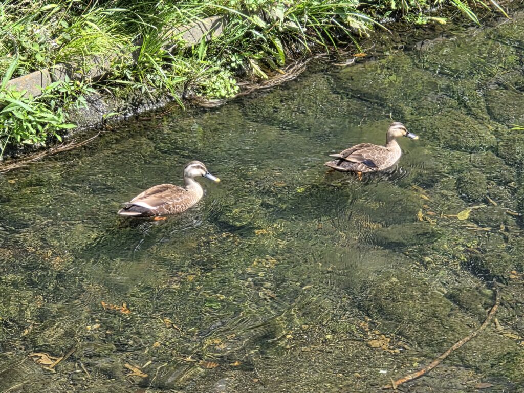 鳥山川への想い